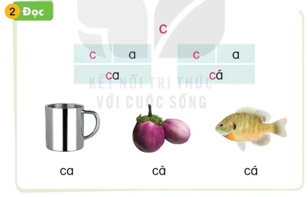 cái ca – ca; quả cà – cà; con cá – cá
