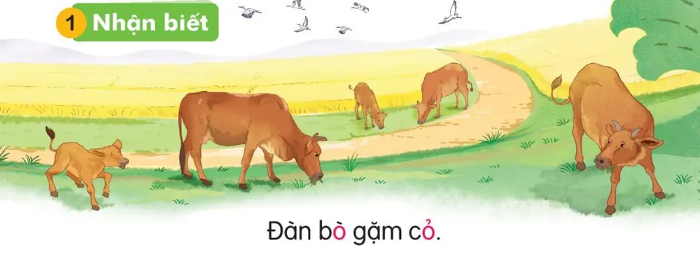 đàn bò gặm cỏ trên cánh đồng.