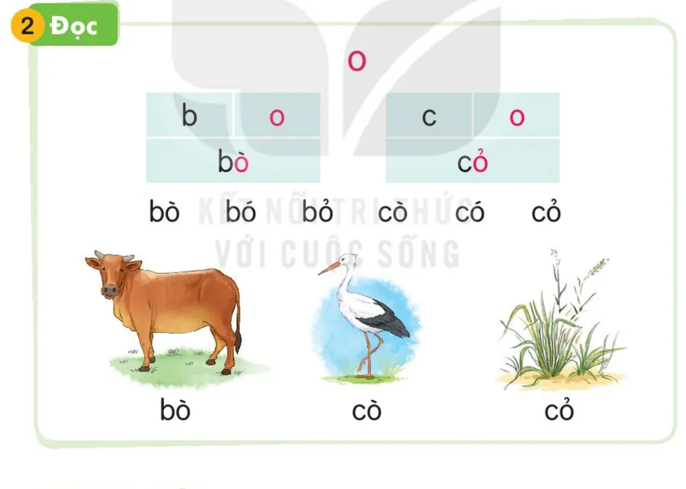 con bò – bò; con cò – cò; khóm cỏ – cỏ