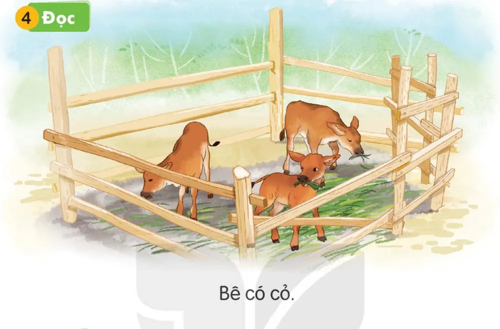 mấy chú bê ăn cỏ trong chuồng.