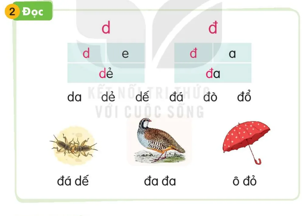 hai con dế chọi nhau – đá dế; chim đa đa – đa đa; cái ô màu đỏ – ô đỏ
