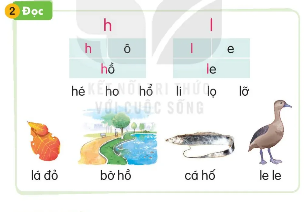 chiếc lá đỏ – lá đỏ; bờ hồ – bờ hồ; con cá hố – cá hố; con le le – le le