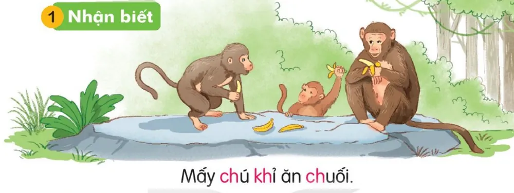 mấy chú khỉ ngồi trên tảng đá ăn chuối.