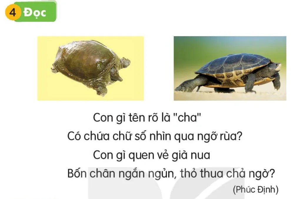 con ba ba và con rùa.