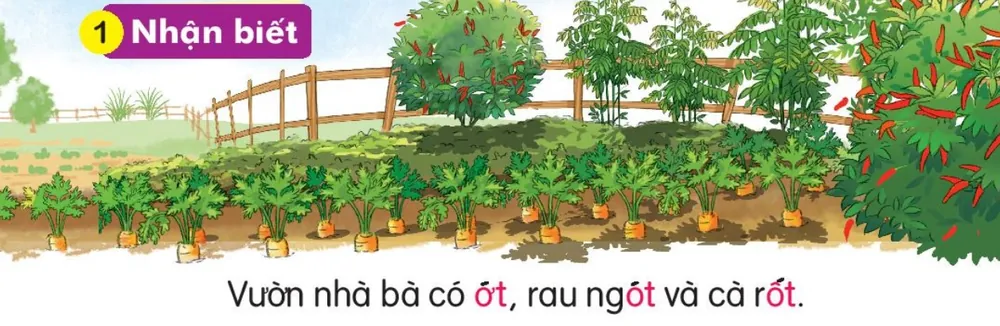 vườn rau có cây ớt, rau ngót và cà rốt. Câu dưới tranh: "Vườn nhà bà có ớt, rau ngót và cà rốt."