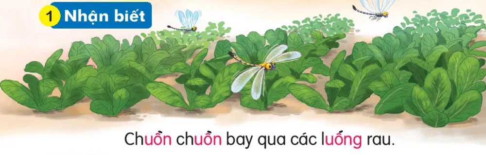 chuồn chuồn bay trên luống rau xanh. Câu dưới tranh: "Chuồn chuồn bay qua các luống rau."