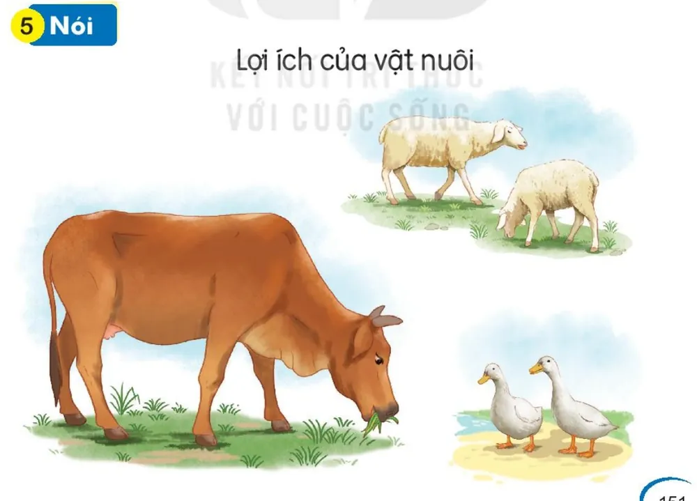 Nói