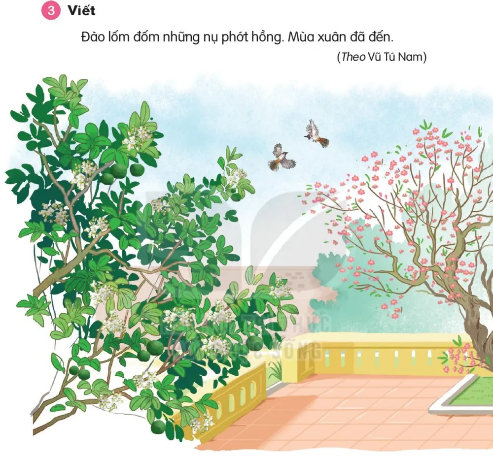Viết